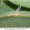 leptidea sinapis larva1a